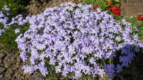 Phlox subulate ya da sürünen yosun Phlox bahçe tasarımında mavi küçük çiçekler.