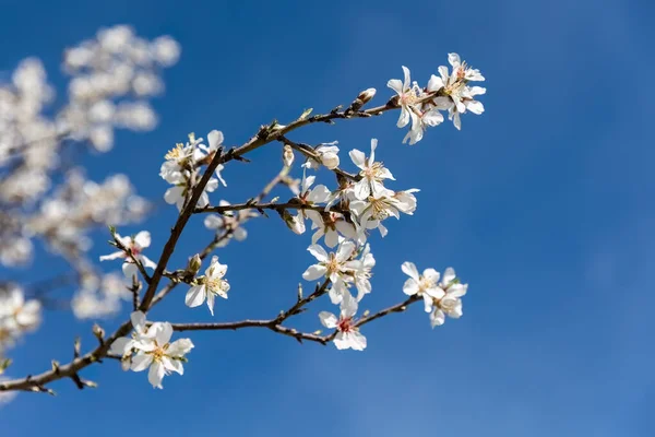 Almond Blossoms early spring white flowers with a blue sky background. Concept for Spring.