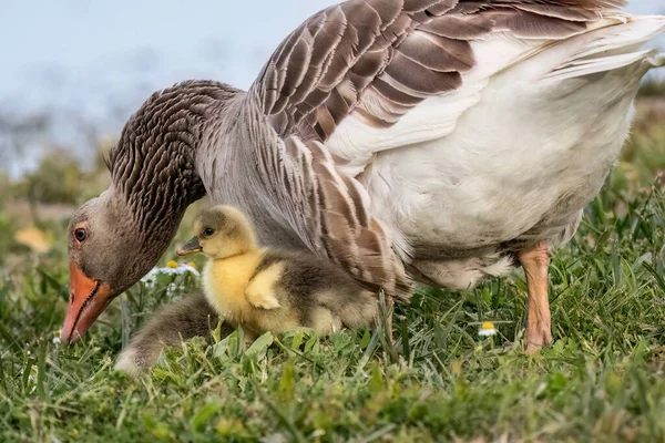 湖の近くの芝生の上にかわいい赤ちゃんのアヒルの家族 — ストック写真