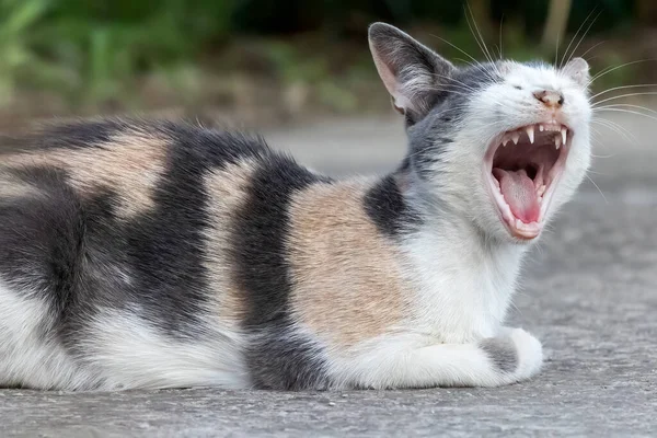 Aranyos Belföldi Macska Ásít Val Vicces Kifejezés Közelkép Portré Feküdt — Stock Fotó