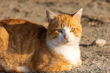 Kızıl saçlı tekir kedi. Güneşin tadını çıkarıyor. Dışarıda, yerde dinleniyor..