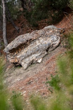 Lefkimi ve Fylakto Evros Yunanistan 'daki fosilleşmiş orman, volkanik faaliyetler nedeniyle oluşturulan en eski fosil ormanı..