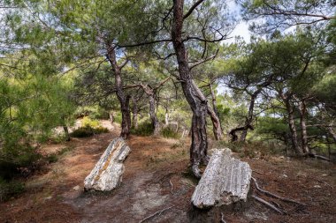 Lefkimi ve Fylakto Evros Yunanistan 'daki fosilleşmiş orman, volkanik faaliyetler nedeniyle oluşturulan en eski fosil ormanı..