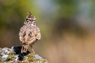 Tarlakuşu ya da Galerida kristali yeşil, güneşli arka planda küçük gri kahverengi bir kuştur.