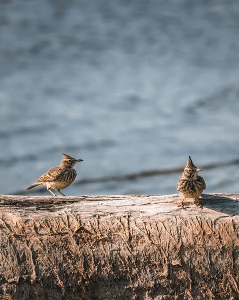 在阳光明媚的海滩上 有头冠的云雀或灰褐色小燕鸥很常见 — 图库照片