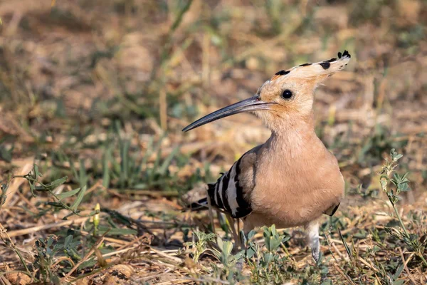 Eurasischer Wiedehopf Oder Upupa Epops Vogel Auf Nahrungssuche Boden — Stockfoto