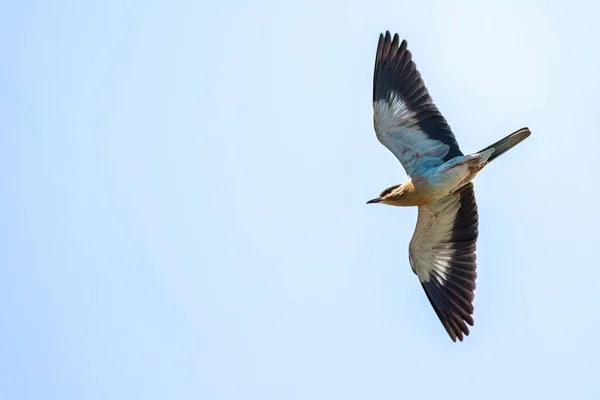 Rodillo Europeo Coracias Garrulus Volando Colorido Pájaro Cielo Azul —  Fotos de Stock