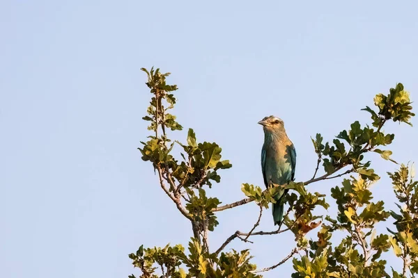 Rouleau Européen Coracias Garrulus Volant Oiseau Coloré Assis Sur Branche — Photo