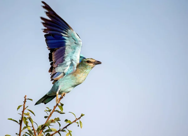 Rolo Europeu Coracias Garrulus Voando Pássaro Colorido Céu Azul — Fotografia de Stock