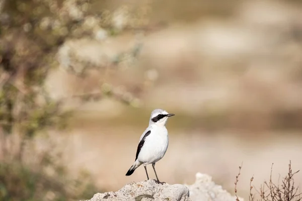 北の天気またはOenanthe Oenanthe春の小さな鳥の移行は岩の上に座って柔らかい背景 — ストック写真