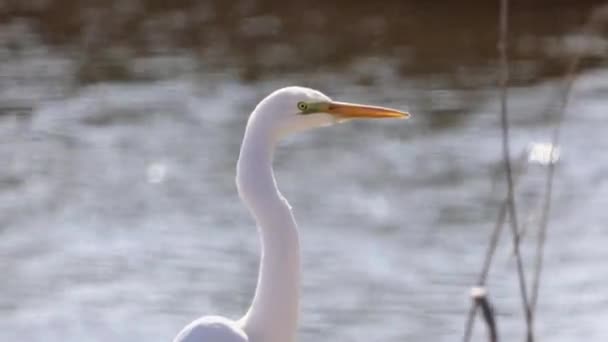 偉大な挨拶やArdea Alba白い繊細な鳥Heron家族のクローズアップ肖像画のビデオで水の反射 — ストック動画
