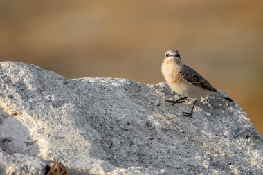 Kuzey Wheatear veya Oenanthe Oenanthe ilkbahar küçük kuş göçü kayanın yumuşak zemininde otururken.