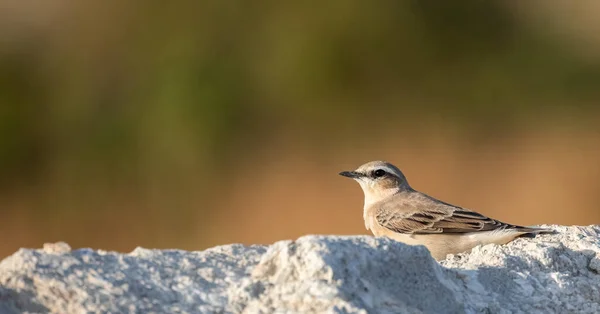 北の天気またはOenanthe Oenanthe春の小さな鳥の移行は岩の上に座って柔らかい背景 — ストック写真