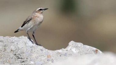 4K Kuzey Wheatear Videosu ya da Oenanthe Oenanthe ilkbahar yumuşak arka planda oturan küçük kuş göçü.
