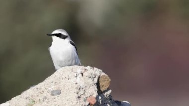 4K Kuzey Wheatear Videosu ya da Oenanthe Oenanthe ilkbahar yumuşak arka planda oturan küçük kuş göçü.