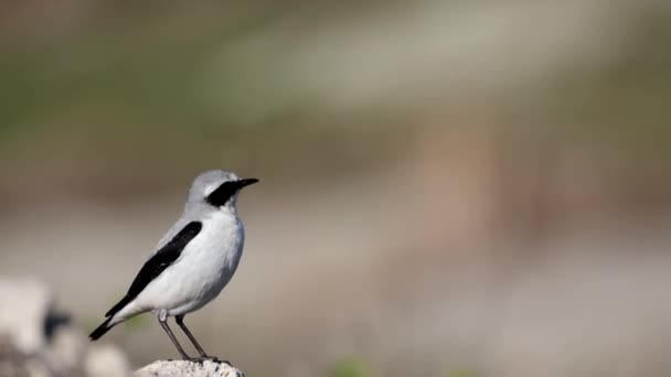 Video Northern Weather Oenanthe春の小さな鳥の移動が岩の上に座っている柔らかい背景 — ストック動画