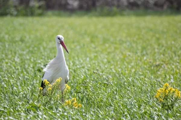 フィールドでの繁殖期にヨーロッパの白いコウノトリシコニア — ストック写真