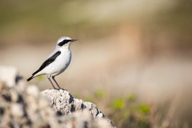 Kuzey Wheatear veya Oenanthe Oenanthe ilkbahar küçük kuş göçü kayanın yumuşak zemininde otururken.