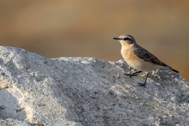 Kuzey Wheatear veya Oenanthe Oenanthe ilkbahar küçük kuş göçü kayanın yumuşak zemininde otururken.