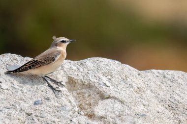 Kuzey Wheatear veya Oenanthe Oenanthe ilkbahar küçük kuş göçü kayanın yumuşak zemininde otururken.