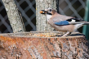 Avrasyalı Jay ya da Garrulus Glandarius yeşil doğal çevrede yer fıstığı yiyen karga familyasından gelip geçen kuş..