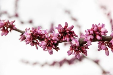 Kırmızı tomurcuklar Cercis silikastrum veya Judas ağacı pembe çiçekler beyaz gökyüzü arka planında, merhaba bahar.