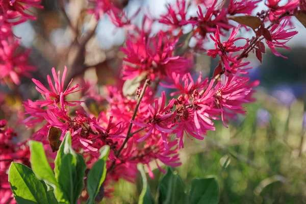 Loropetalum chinensis ya da Çin püskülleri ve bahçe tasarımında her zaman yeşil olan mor bir çiçek kayışı..