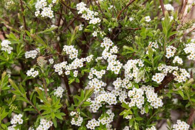 Spiraea vanhouttei ya da spirea erken bahar çiçeği bahçe tasarımında.