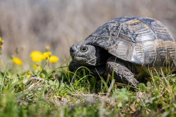 stock image Close-up portrait of a Turtle or Testudines walking on the grass with yellow flowers, spring vibes.