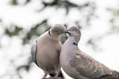 Bir çift Avrasyalı yakalı güvercin ya da yeşil arka planda aşık Streptopelia dekaocto, merhaba bahar..