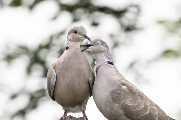 Couple Eurasian Collared Dove Streptopelia Decaocto Love Green Background Hello — Stock Photo, Image