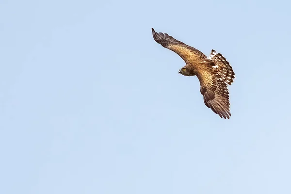 在希腊的达迪亚森林 一只短脚蛇鹰 或称大角羚 张开翅膀 展翅飞行 背景是蓝蓝的孤立天空 — 图库照片