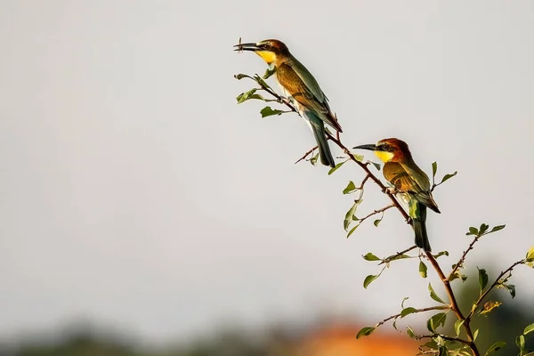 Par Abelhas Europeias Merops Apiaster Pequenos Pássaros Coloridos Sentados Ramo — Fotografia de Stock