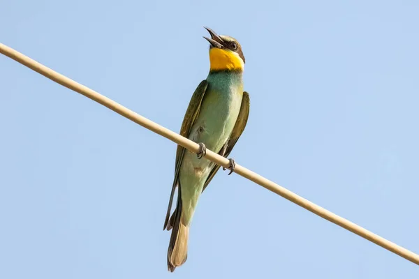 European Bee Eater Merops Apiaster Colorful Small Bird Chasing Bees — Stock Photo, Image