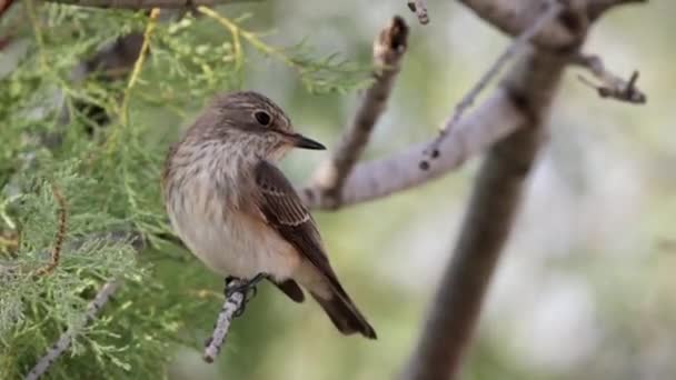 Video Spotted Flycatcher Muscicapa Striata Small Passerine Bird Sitting Branch — Stock Video
