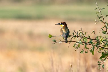 Tek bir Avrupalı arı yiyici ya da Merops apiaster renkli dalda oturan küçük kuş, merhaba bahar.