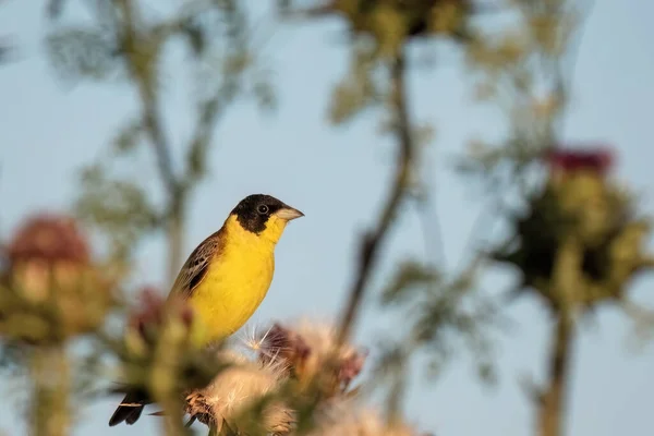 stock image Black-headed bunting or Emberiza melanocephala small yellow signing passerine bird, hello spring.