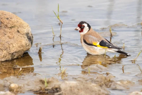 European Goldfinch Carduelis Carduelis Swimming Lake Taking Bath River — Stock Photo, Image