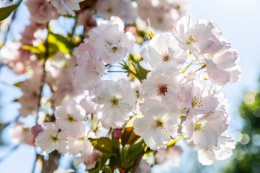Prunus serrulata veya Japon kiraz çiçeği ağacı, yakın plan beyaz pembe çiçekler ve mavi gökyüzü.