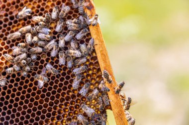 Yunan tarlalarında bal arısı yuvasına ev sahipliği yapacak insan yapımı bir arı kovanı..