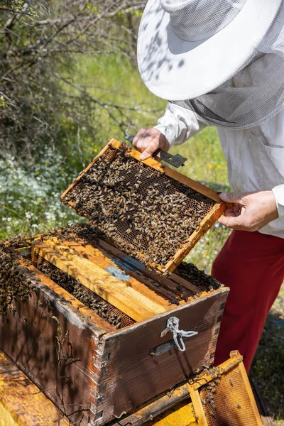 stock image A beehive man-made structure to house a honey bee nest in Greek fields.