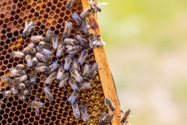 Yunan tarlalarında bal arısı yuvasına ev sahipliği yapacak insan yapımı bir arı kovanı..