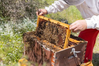 Yunan tarlalarında bal arısı yuvasına ev sahipliği yapacak insan yapımı bir arı kovanı..