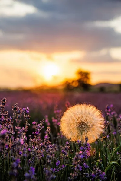 stock image Beautiful scenery of lavender plantation on Evros Greece, cloudy sky on sunset colors.