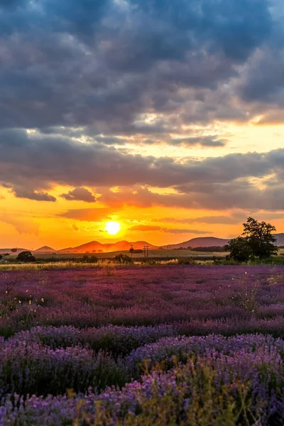 Beautiful Scenery Lavender Plantation Evros Greece Cloudy Sky Sunset Colors — Stock Photo, Image
