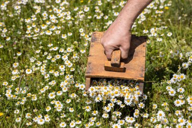Papatya çiçekleri ilkbaharda tıbbi kullanım için el yapımı ahşap bir aletle toplanıyor..