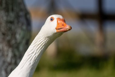 Kameraya bakan, arka planda bulanık bir kaz portresi..