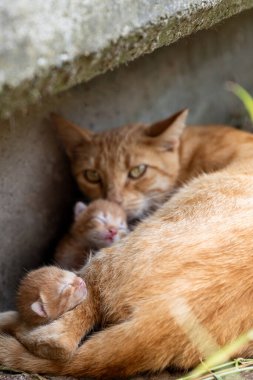 Yeni doğmuş kızıl saçlı yavru kediler ve tatlı anneleri yerde yatıyor..