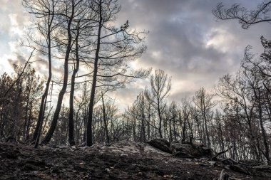 Yunanistan 'ın Evros bölgesinde çıkan büyük yangınlar, iyileşme ve önleme tedbirleri ve çevre felaketinin feci sonuçları.