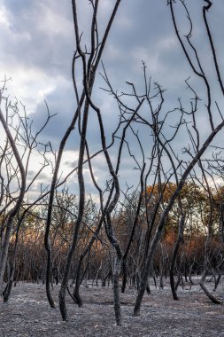 Yunanistan 'ın Evros bölgesinde çıkan büyük yangınlar, iyileşme ve önleme tedbirleri ve çevre felaketinin feci sonuçları.